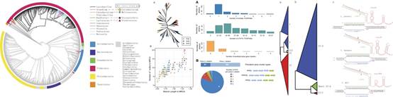 乳酸菌系统发育树及蛋白水解基因分布.jpg